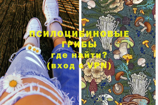 прущие грибы Новозыбков